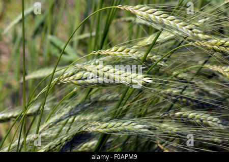 Hartweizen, Weizen, Triticum turgidum conv. durum, Getreide Stock Photo