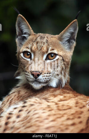 Carpathian lynx (Lynx lynx carpathica) at Chomutov Zoo in Chomutov, North Bohemia, Czech Republic.