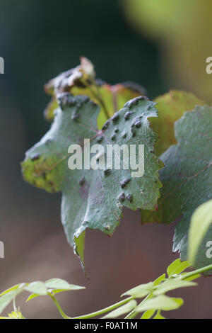 Columerus vitis, grapeleaf blister mite damage on ornamental Vitis vinifera 'Purpurea' in summer, as leaves begin to turn purple Stock Photo