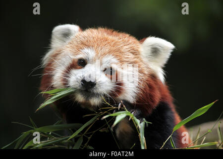 Red panda (Ailurus fulgens) eats bamboo at Chomutov Zoo in Chomutov, North Bohemia, Czech Republic. Stock Photo