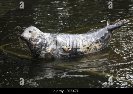 Grey seal (Halichoerus grypus), also known as the Atlantic seal at Chomutov Zoo in Chomutov, North Bohemia, Czech Republic. Stock Photo
