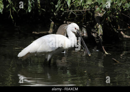 Eurasian spoonbill (Platalea leucorodia), also known as the common spoonbil at Chomutov Zoo in Chomutov, North Bohemia, Czech Re Stock Photo