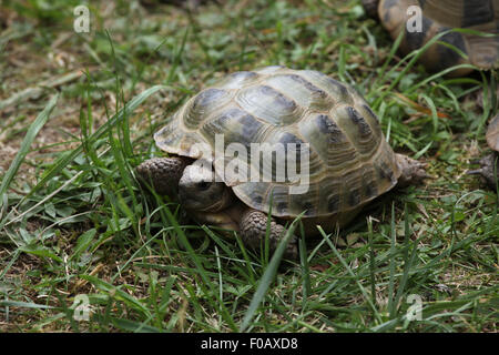 Russian tortoise (Agrionemys horsfieldii), also known as the Central Asian tortoise at Chomutov Zoo in Chomutov, North Bohemia, Stock Photo
