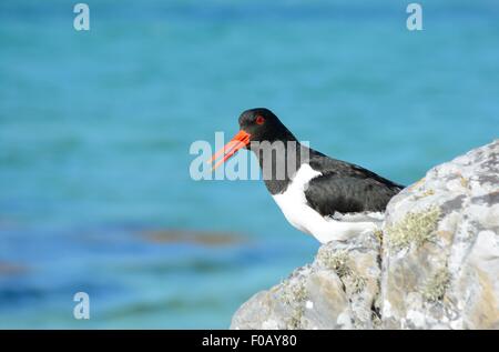 An oyster catcher on a beach on the west coast of Scotland. Stock Photo