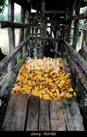 Old corn on the cobs drying out in farm at Frayssinet-le-Gelat in the Lot Region Department of France Stock Photo