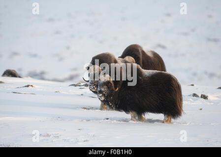 Musk Oxen Stock Photo