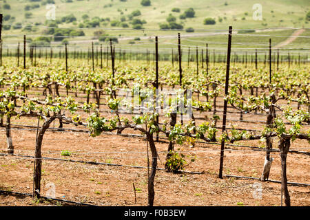 Grapevines in a vineyard. Photographed in the Golan Heights, Israel Stock Photo