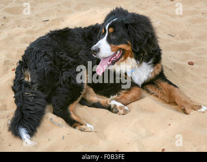 The Bernese Mountain Dog, called in German the Berner Sennenhund, is a large-sized breed of dog, one of the four breeds of Senne Stock Photo