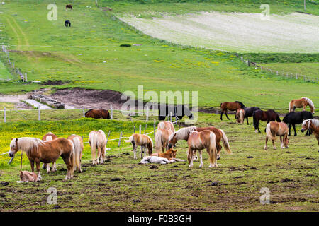 horses graze in the rolling green hills with trees Photographed in Umbria, Italy Stock Photo