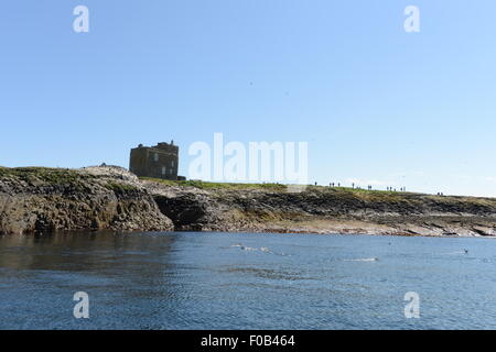 FARNE ISLANDS, NORTH SEA, NORTHUMBERLAND, INNER FARNE, ST CUTHBERTS ISLAND Stock Photo