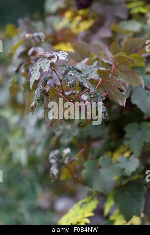 Columerus vitis, grapeleaf blister mite damage on ornamental Vitis vinifera 'Purpurea' in summer, as leaves begin to turn purple Stock Photo