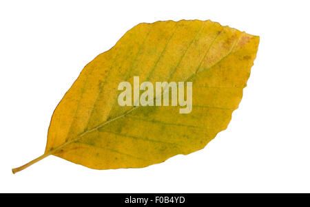 Buchenblatt, Buchenblaetter, gelbes, Faerbung, Rotbuche, Fagus, sylvatica, Buche, Stock Photo