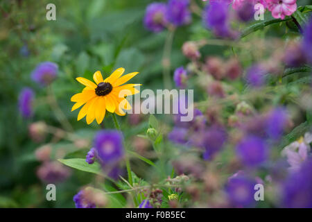 Rudbeckia hirta 'Toto Gold'. Black eyed Susan flower Stock Photo