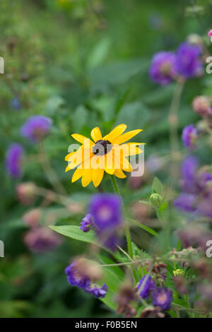 Rudbeckia hirta 'Toto Gold'. Black eyed Susan flower Stock Photo