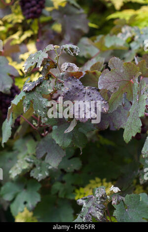 Columerus vitis, grapeleaf blister mite damage on ornamental Vitis vinifera 'Purpurea' in summer, as leaves begin to turn purple Stock Photo