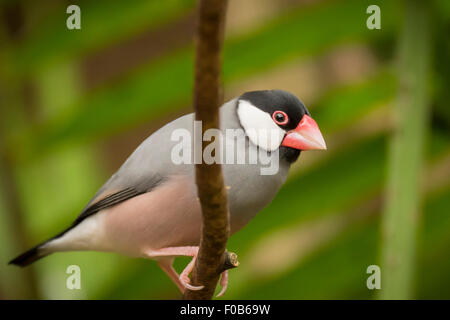 Java sparrow (Lonchura oryzivora), also known as Java finch, Java rice sparrow or Java rice bird. Stock Photo