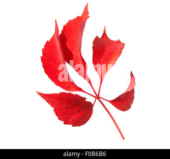 Wilder Wein, Parthenocissus quinquefolia, im herbst,
