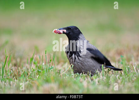 Hooded crow with meat in it's beak Stock Photo