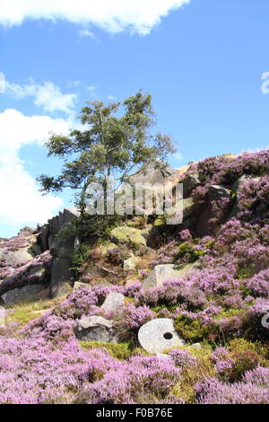 A tree grows by a abandoned millstone on heather moorland at Burbage Edge in the Peak District National Park, England UK Stock Photo