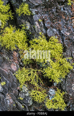 Reindeer lichen (Cladina portentosa / Cladonia impexa) on pine tree bark Stock Photo
