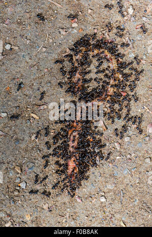 Black garden ants / common black ant (Lasius niger) eating earthworm Stock Photo
