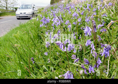 Roadside grass verge with Bluebells growing beside a country road. Isle of Arran, North Ayrshire, Inner Hebrides, Scotland, UK Stock Photo