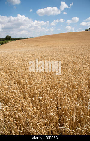 Barley crop growing on a Hampshire farm in southern England UK Stock Photo