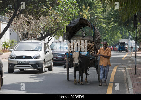 A local farmer leading his cow pulling a cart loaded with neatly pile logs on the busy road in Colombo, Sri Lanka Stock Photo