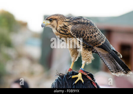 Juvenile northern goshawk, Accipiter gentilis, resting on head of man at a Falconry show in mountains, Benalmadena, Spain. Stock Photo