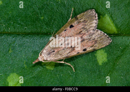Bee moth (Aphomia sociella) adult, perched on a leaf in a garden in Thirsk, North Yorkshire. July. Stock Photo