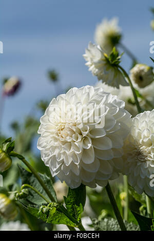 Dahlia Brookside Snowball Stock Photo - Alamy
