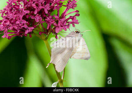 Swallow-tailed moth (Ourapteryx sambucaria) adult perched on a red flower in a garden in Thirsk, North Yorkshire. July. Stock Photo