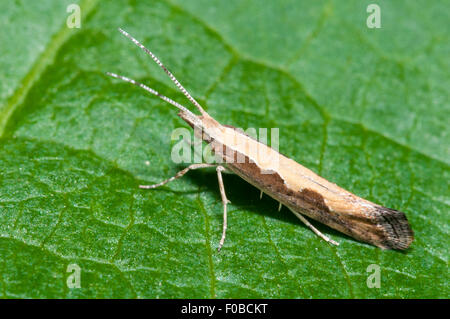 Diamond-back moth (Plutella xylostella) adult perched on a leaf in a garden in Thirsk, North Yorkshire. July. Stock Photo
