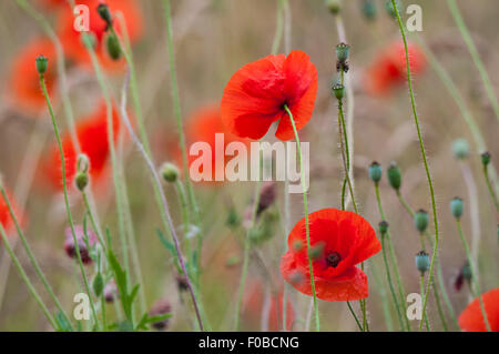 A field of poppies (Papaver rhoeas) flowering at Staveley Nature Reserve, North Yorkshire. July. Stock Photo