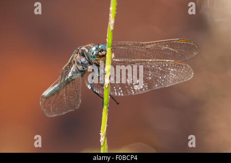 Keeled skimmer dragonfly (Orthetrum coerulescens) adult male perched on a grass stem at Thursley Common National Nature Reserve, Stock Photo