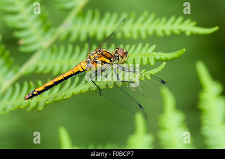 Black Darter dragonfly (Sympetrum danae) adult female perched on a frond of bracken at Thursley Common National Nature Reserve, Stock Photo