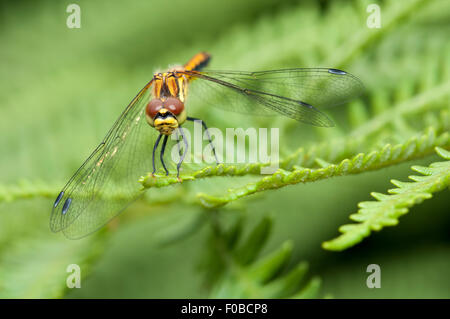 Black Darter dragonfly (Sympetrum danae) adult female perched on a frond of bracken at Thursley Common National Nature Reserve, Stock Photo