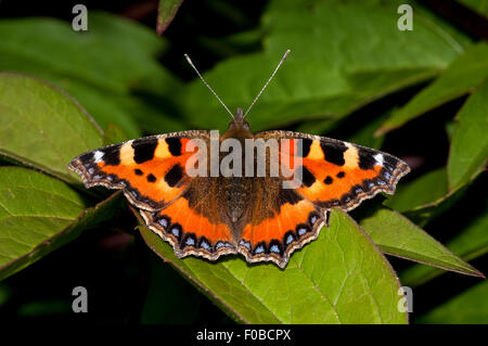Small tortoiseshell (Aglais urticae) adult basking on a leaf in a garden in Sowerby, North Yorkshire. July. Stock Photo