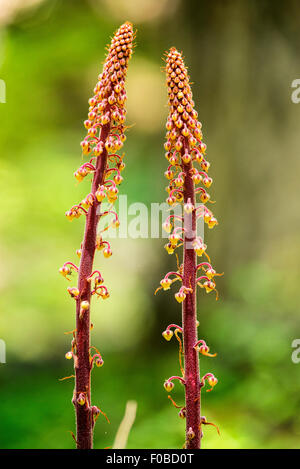 Pinedrops, Wallowa Mountains, Oregon.