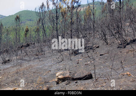 Burned forest after a huge fire in the north of Portugal Stock Photo
