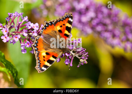 Small tortoiseshell (Aglais urticae) adult perched on a buddleia flower in a garden in Sowerby, North Yorkshire. August. Stock Photo