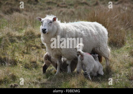 Ewe and twin lambs feeding,grass background,lleyn sheep on isle of Skye Stock Photo