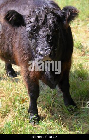 Young  brown and black bull on the grass Stock Photo