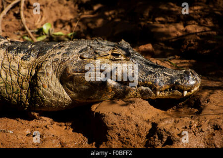 Alligator taking a sunbath in the banks of the Tres Irmãos River in the Pantanal of Mato Grosso. Stock Photo