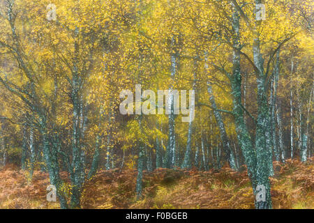 Impression of birch woodland in autumn created using multiple exposures in camera Stock Photo