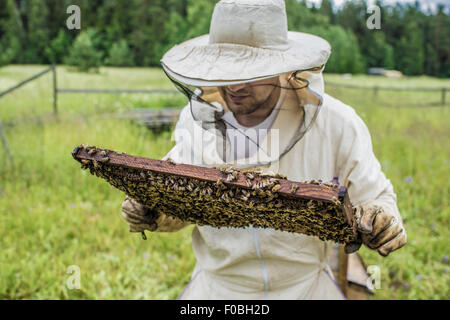 Beekeeper is working with bees and beehives on the apiary. Stock Photo