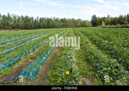 Flowering & fruit producing Zucchini & Ailsa Craig White Onions. Stock Photo
