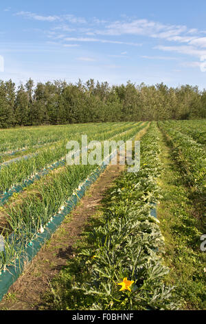 Zucchini & Ailsa Craig White Onions maturing, distant rows. Stock Photo