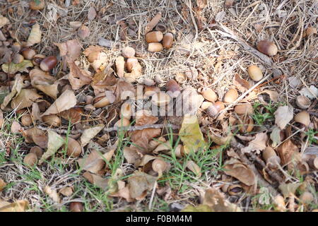 Acorns fallen from oak trees Stock Photo