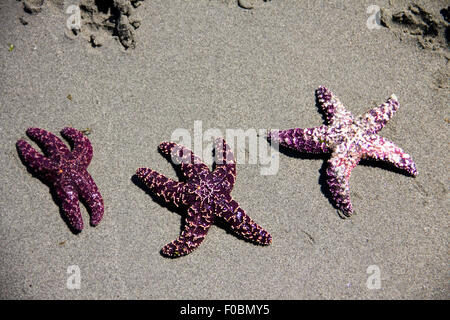 three starfish on the sandy beach Stock Photo